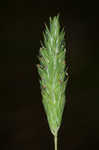 Carolina canarygrass